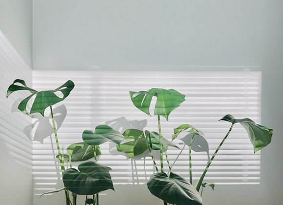 Houd jouw planten de hele zomer tevreden