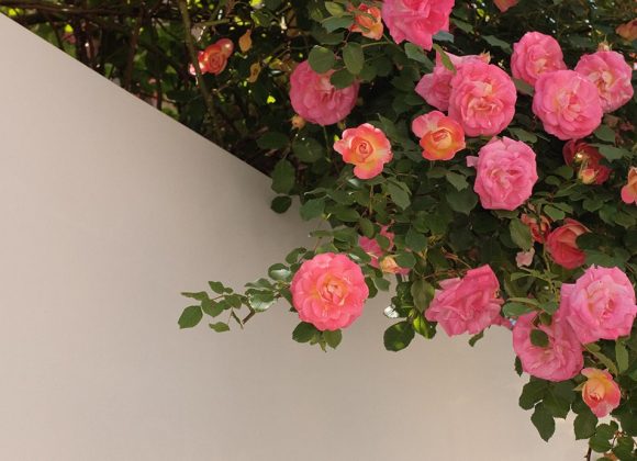 Bloeiende vaste planten per maand