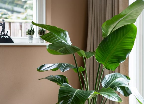 123planten review: mooie planten, ook zonder groene vingers?