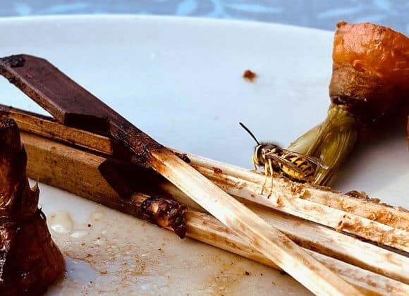 Voorkom schimmel en insecten: slimme strategieën voor een gezond binnenklimaat