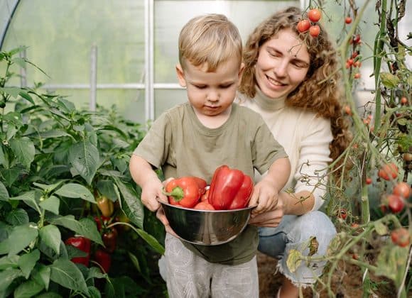 4 makkelijkste groenten om te verbouwen in een tuinkas