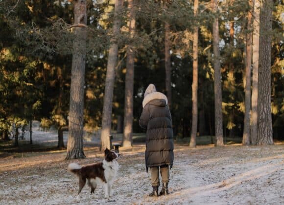 Een hond uit een werklijn: wat komt er allemaal bij kijken?