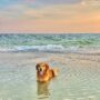 Met je hond op vakantie: 5 onmisbare tips